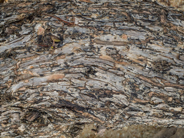 istock Trunk of a tropical tree. Texture of the bark 1158474628