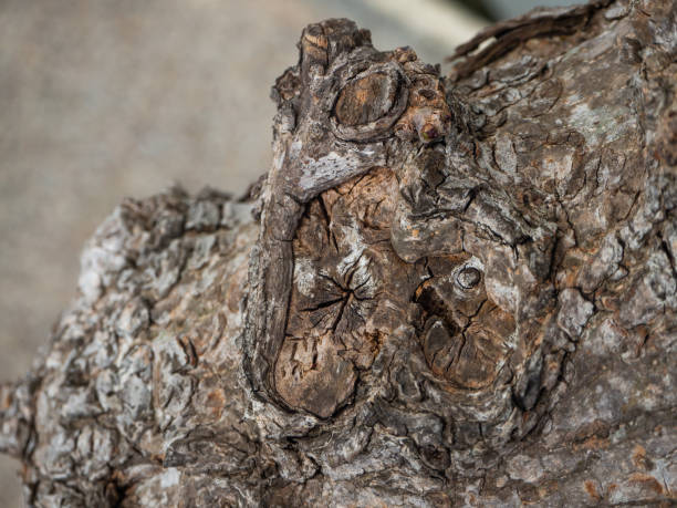 istock Trunk of a tropical tree. Texture of the bark 1158474887