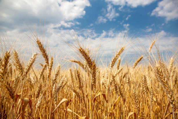 istock Yellow wheat against the sky. Ukraine. 1158476714