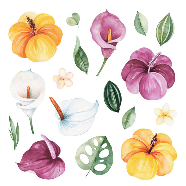 ilustraciones, imágenes clip art, dibujos animados e iconos de stock de textura con hojas verdes, flores de hibisco, lirio calla, frangipani y más - alcatraces de colores