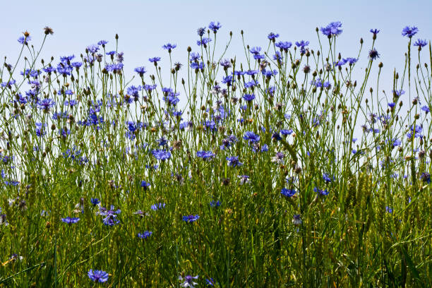 istock Field of blue cornflowers in sunny day 1158477945