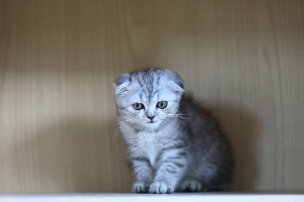 closeup portrait of a gray striped kitten