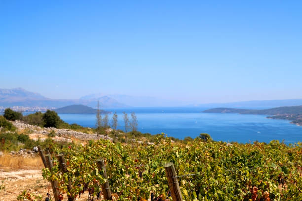 istock Vineyard in Croatia 1158478102
