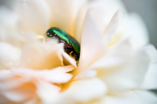 makro von grünen rose chafer käfer oder cetonia aurata - aurata stock-fotos und bilder