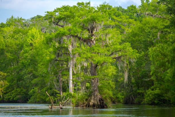 istock Wakulla Springs in Northern Florida 1158480992