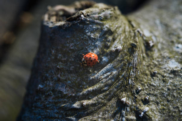 istock Close-Up Of Asian Ladybug Or Harmonia Axyridis On Tree 1158482366