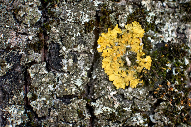 texturize scan with yellow fungus. For any purpose