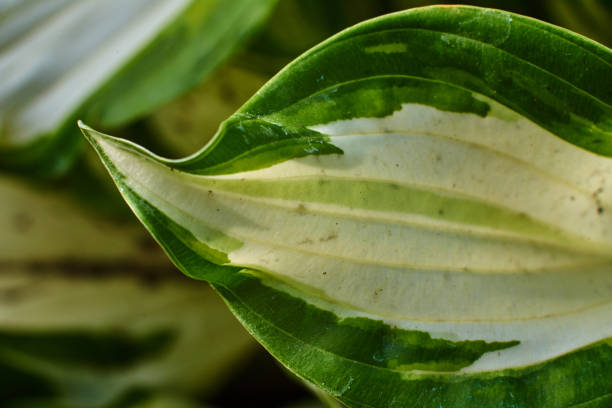 istock Roseleaf leaves, close-up, on a green background. 1158482618