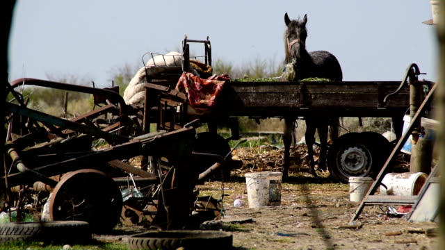 Skinny horse eats - strapped to a trailer in a junkyard