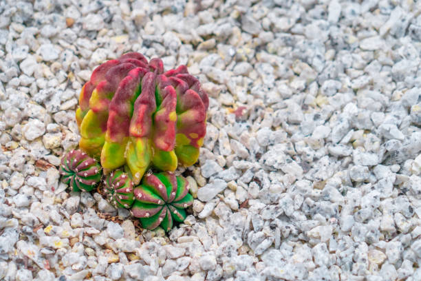 istock Green Cactus with red thorn top view on rock garden 1158483504