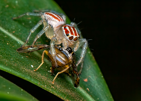 Jumping spider, Salticidae, on leaf with fly on its tusks, macro photography of nature
