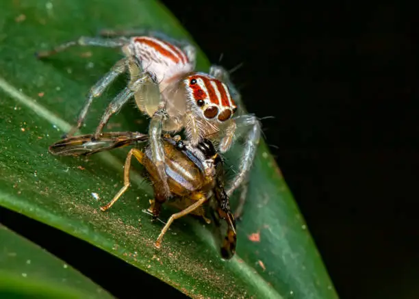 Photo of Jumping spider, Salticidae, on leaf with fly on its tusks, macro photography of nature