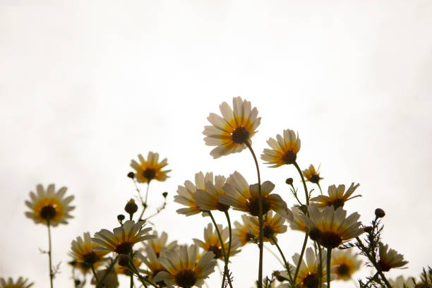 Woman's face projection on a flower.