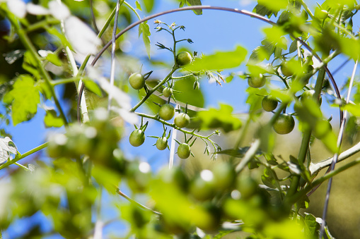 Clusters of green developing fruit of cherry tomato plants from an urban container garden.