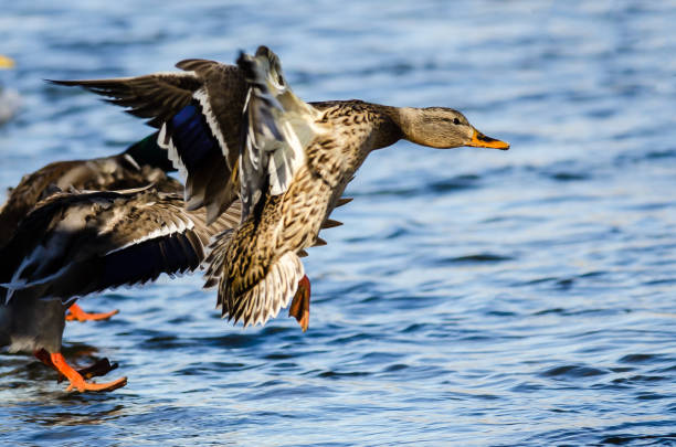 istock Mallard Duck Landing on the Cool Water 1158484728