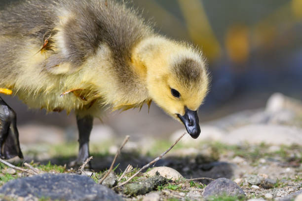 istock Newborn Gosling Learning to Search for Food 1158484814