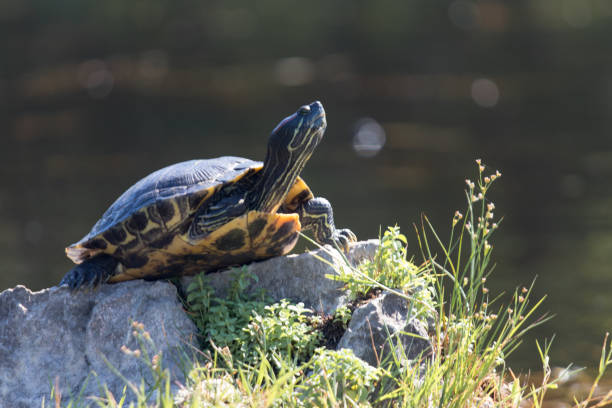 istock Turtle on a rock in a pond close up 1158484933