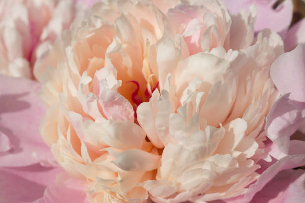 istock pink peony close-up 1158485860