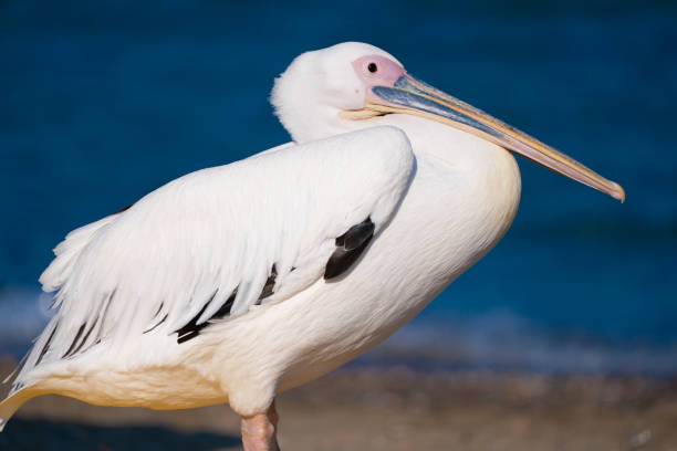 istock pelican resting by the sea 1158486008