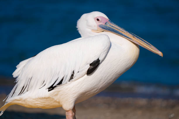 istock pelican resting by the sea 1158486050