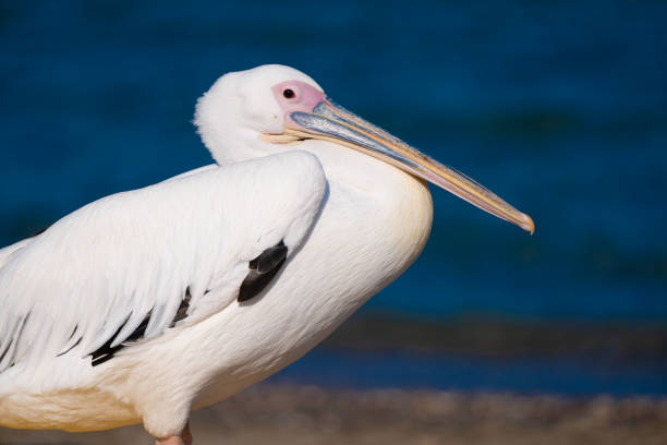 istock pelican resting by the sea 1158486118