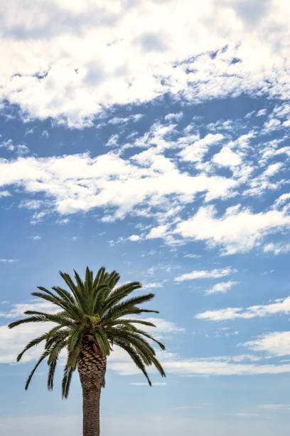 cloudscape with palm tree - palm leaf flash imagens e fotografias de stock