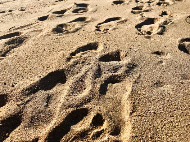 sea Footprint in the yellow sand all weather running track stock pictures, royalty-free photos & images