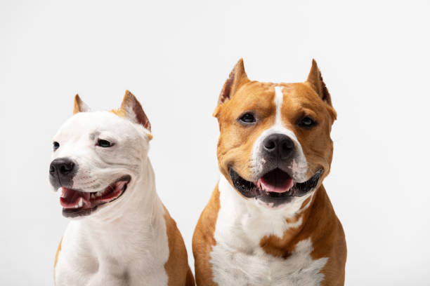 istock Adorable red and white dogs sits at white background 1158488248