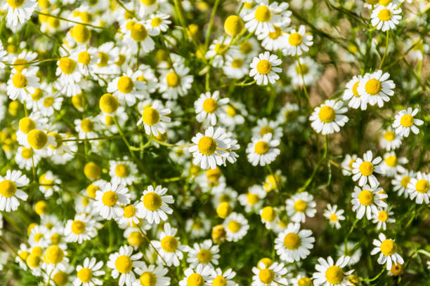 chiudi la camomilla fiorita nel giardino primaverile - german chamomile chamomile plant smelling flower foto e immagini stock