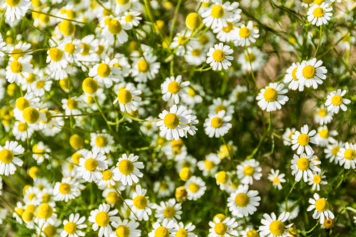 Close Up Flowering Chamomile in Spring Garden