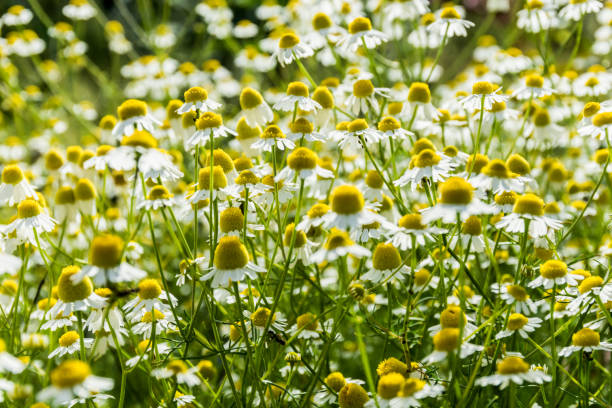 крупным планом цветущая ромашка в весеннем саду - chamomile chamomile plant tea herbal medicine стоковые фото и изображения