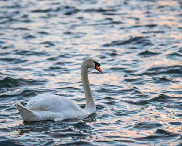 istock Closeup Single White Swan Swimming 1158488329