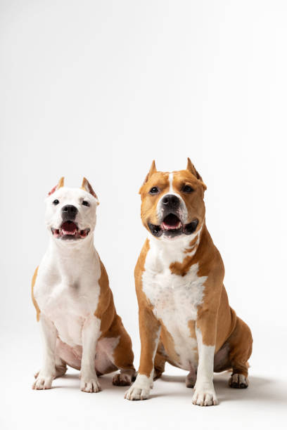 istock Adorable red and white dogs sits at white background 1158488352