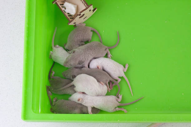 Small rats lie next to each other in a cage. Children mouse sleep. Small rats lie next to each other in a cage. Children mouse sleep. Newborn offspring of rodents. baby mice stock pictures, royalty-free photos & images
