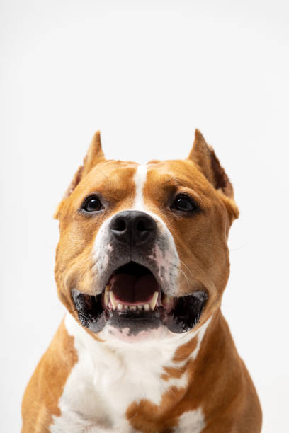 istock Adorable red dog sits at white background 1158488400