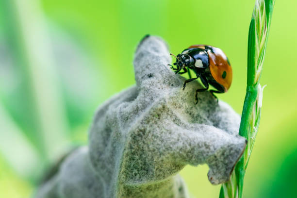 istock Ladybug on a leaf, Coccinellidae, Arthropoda, Coleoptera, Cucujiformia, Polyphaga 1158488556