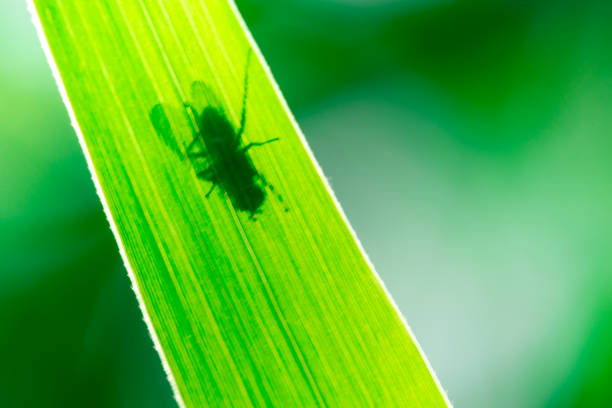 istock Shadow of a Housefly on a leaf, Musca domestica 1158488617