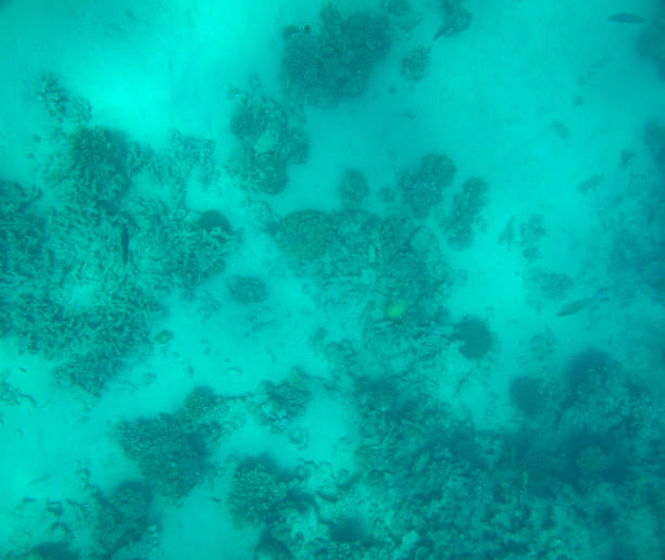 istock sea fish near coral, underwater 1158489239