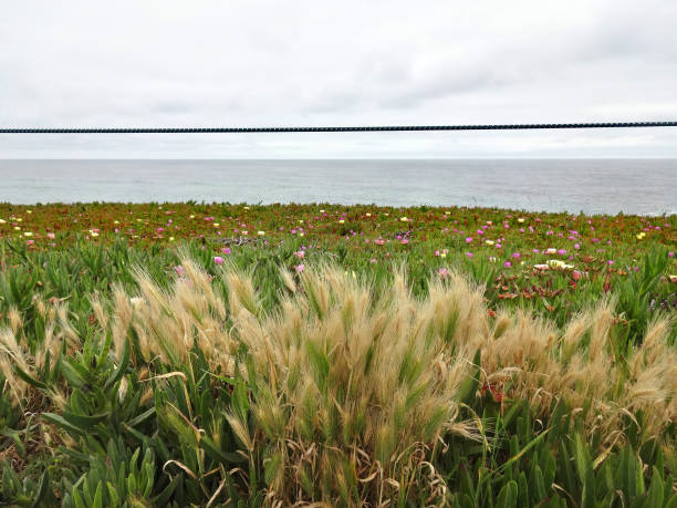 istock Pacific California landscape 1158491667