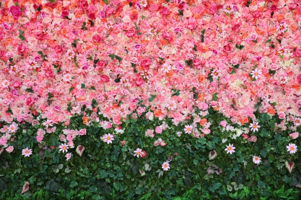 mur de fleurs - ornamental garden europe flower bed old fashioned photos et images de collection