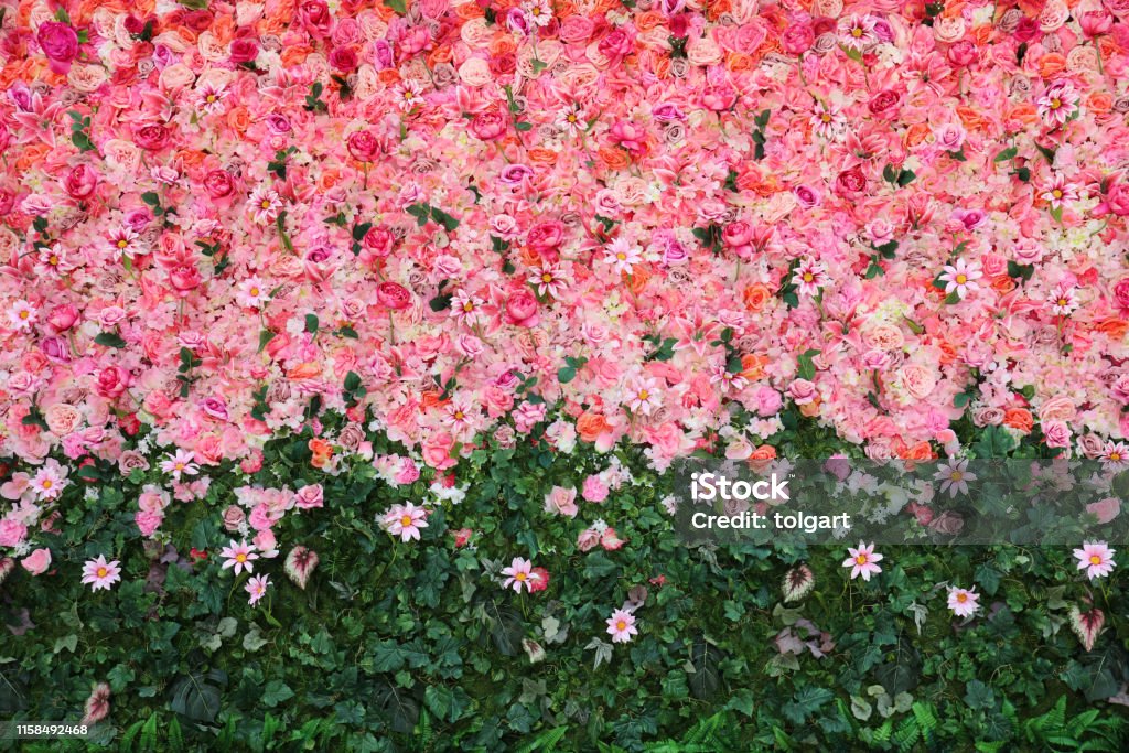 Flowers wall Flower Stock Photo