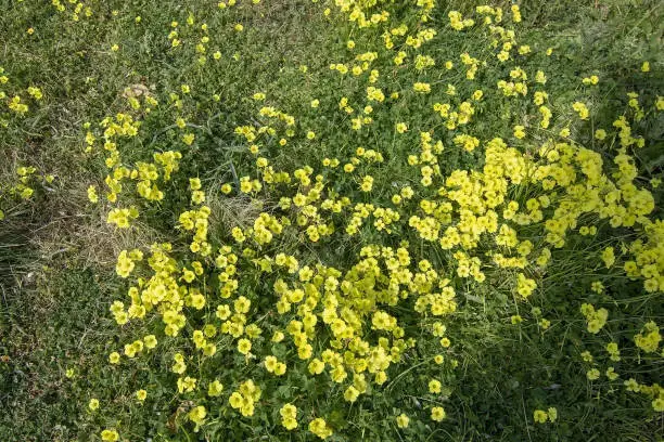 Photo of Yellow clover flowers Oxalis stricta