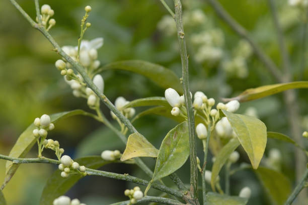 istock Abundance white orange flower buds 1158493597
