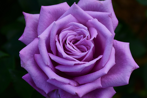 beautiful close up of blue purple rose with the name: Mamy blue