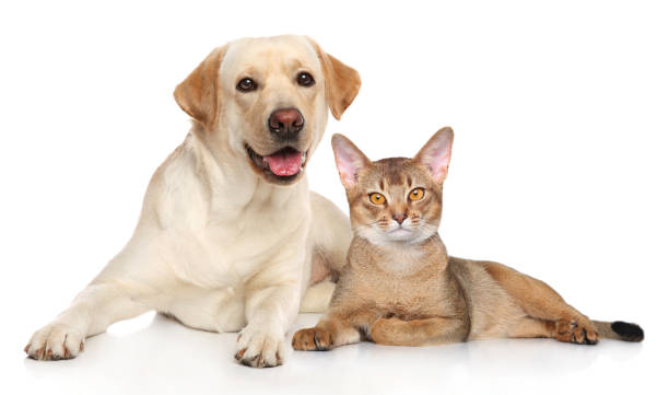 istock Cat and dog together 1158494670