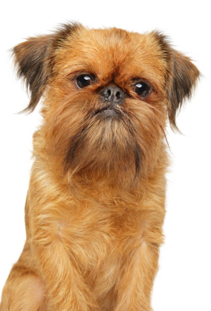 istock Close-up of a Brussels griffon 1158495207