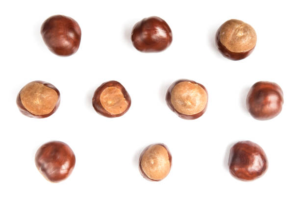 istock chestnuts or aesculus hippocastanum or conker tree nuts isolated on white background 1158495248