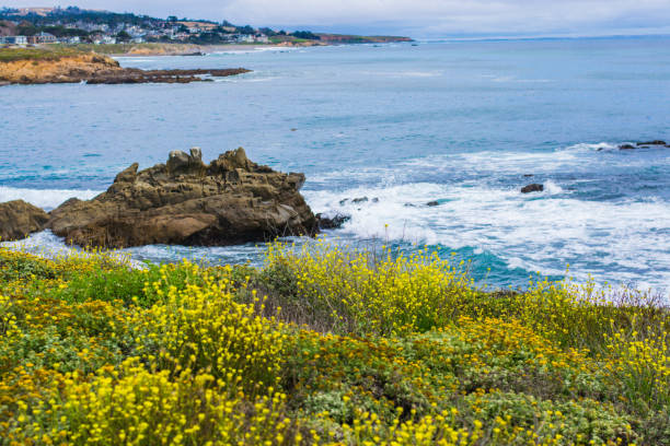 istock Cambria, California. 1158495349