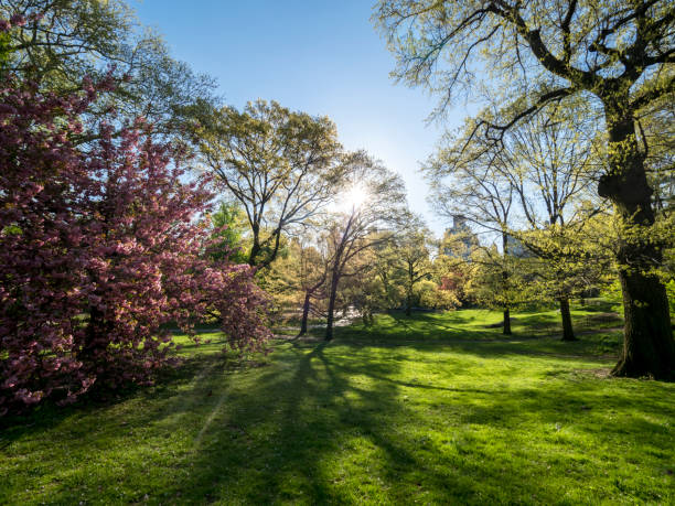 Central Park in New York in spring