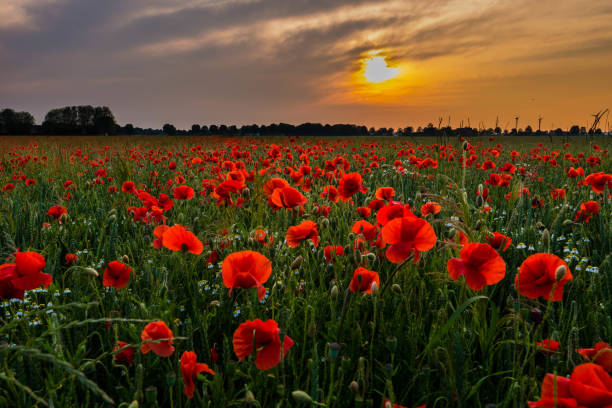istock Bright red poppy field glowing just prior sunset 1158495544